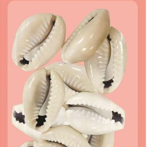DREAM BEAD SHELL 12PC