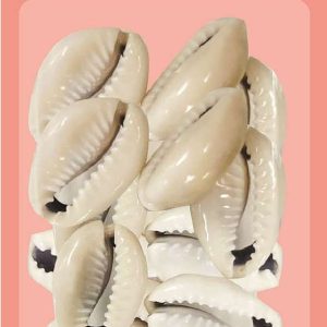 DREAM BEAD SHELL 18PC